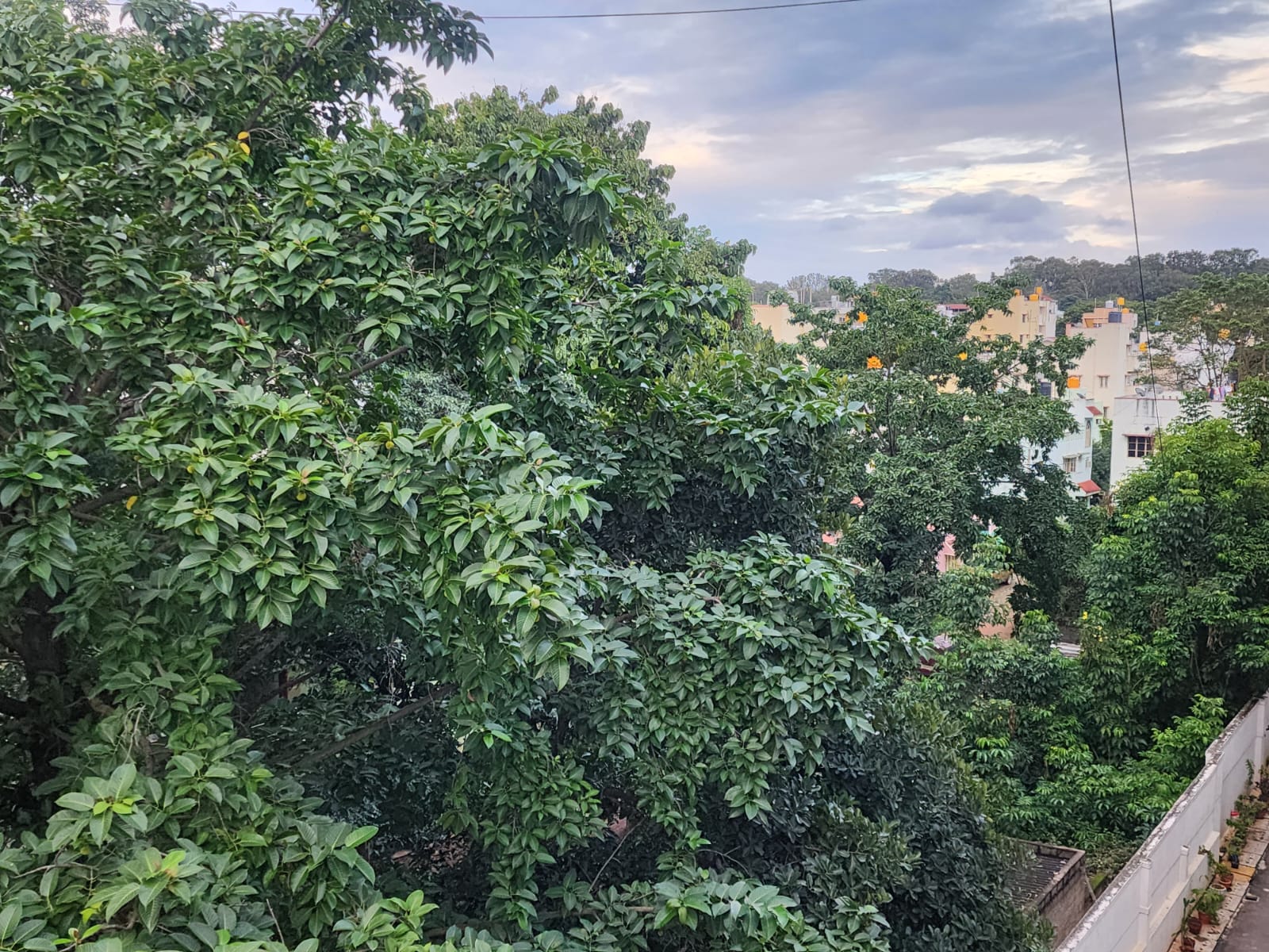 Close-up view of coconut palms and residential buildings in Bengaluru suburbs