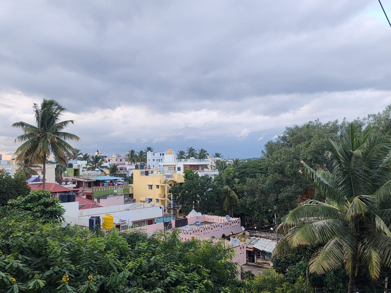 Dense green canopy with urban development visible in the background